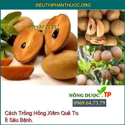 Cách Trồng Hồng Xiêm Quả To Ít Sâu Bệnh.