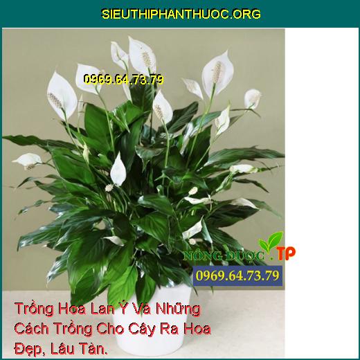 Trồng Hoa Lan Ý Và Những Cách Trồng Cho Cây Ra Hoa Đẹp, Lâu Tàn.