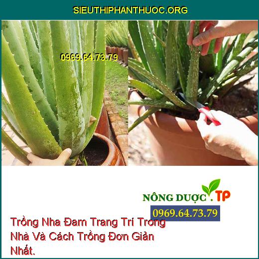 Trồng Nha Đam Trang Trí Trong Nhà Và Cách Trồng Đơn Giản Nhất.