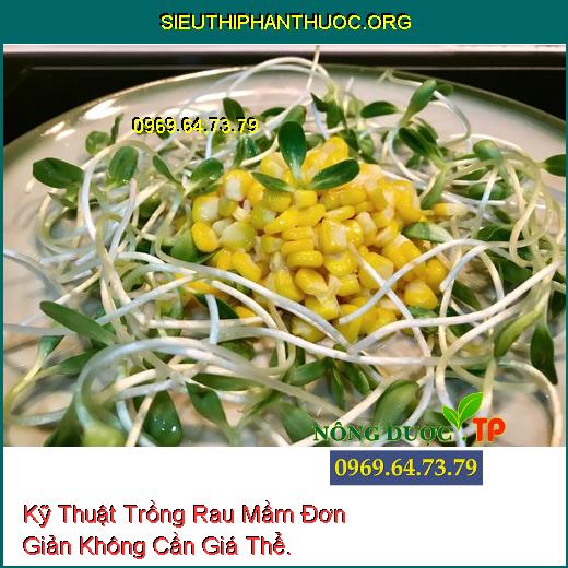 Kỹ Thuật Trồng Rau Mầm Đơn Giản Không Cần Giá Thể.