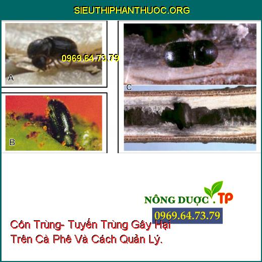 Côn Trùng- Tuyến Trùng Gây Hại Trên Cà Phê Và Cách Quản Lý.