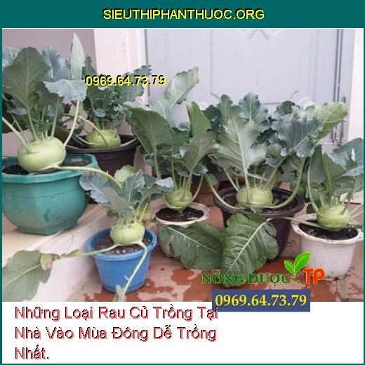 Những Loại Rau Củ Trồng Tại Nhà Vào Mùa Đông Dễ Trồng Nhất.