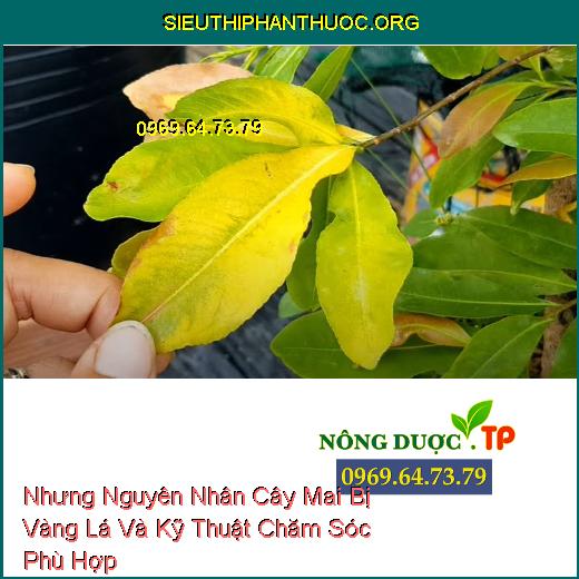 Nhưng Nguyên Nhân Cây Mai Bị Vàng Lá Và Kỹ Thuật Chăm Sóc Phù Hợp