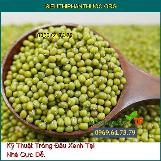 Kỹ Thuật Trồng Đậu Xanh Tại Nhà Cực Dễ.