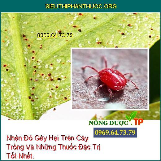 Nhện Đỏ Gây Hại Trên Cây Trồng Và Những Thuốc Đặc Trị Tốt Nhất.