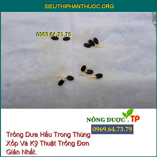 Trồng Dưa Hấu Trong Thùng Xốp Và Kỹ Thuật Trồng Đơn Giản Nhất.