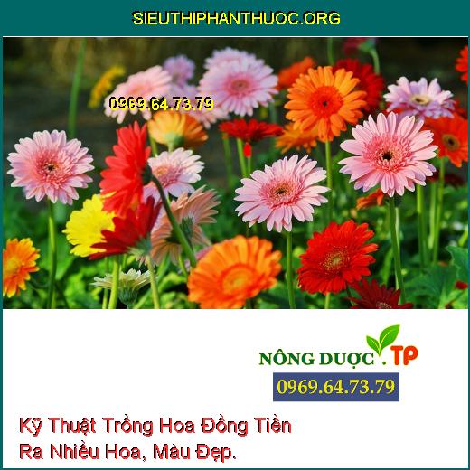 Kỹ Thuật Trồng Hoa Đồng Tiền Ra Nhiều Hoa, Màu Đẹp.