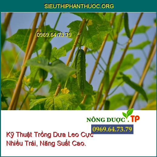 Kỹ Thuật Trồng Dưa Leo Cực Nhiều Trái, Năng Suất Cao.