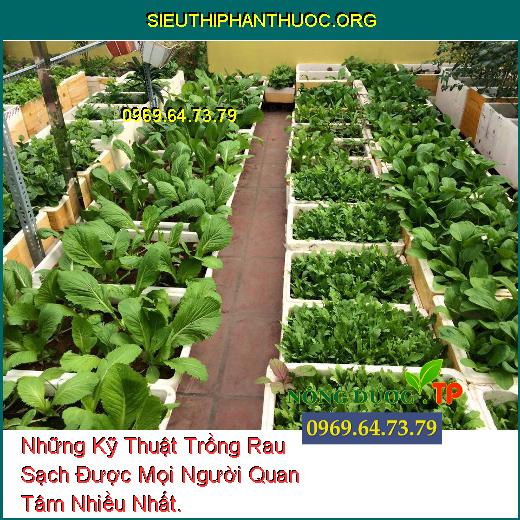 Những Kỹ Thuật Trồng Rau Sạch Được Mọi Người Quan Tâm Nhiều Nhất.