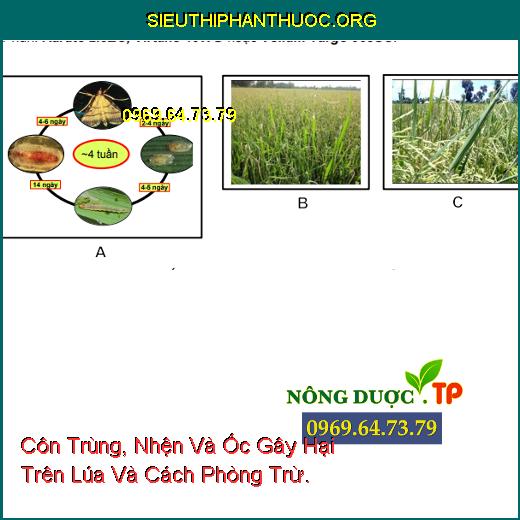 Côn Trùng, Nhện Và Ốc Gây Hại Trên Lúa Và Cách Phòng Trừ.