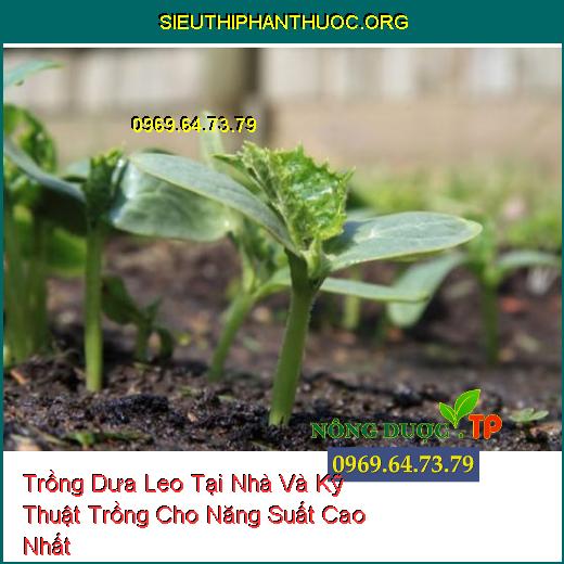 Trồng Dưa Leo Tại Nhà Và Kỹ Thuật Trồng Cho Năng Suất Cao Nhất