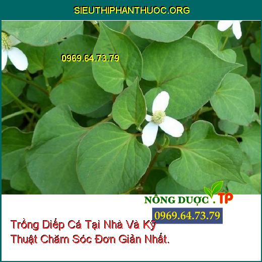 Trồng Diếp Cá Tại Nhà Và Kỹ Thuật Chăm Sóc Đơn Giản Nhất.