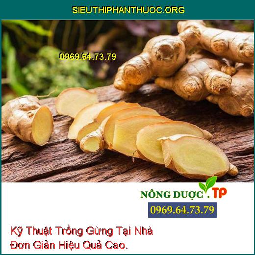 Kỹ Thuật Trồng Gừng Tại Nhà Đơn Giản Hiệu Quả Cao.