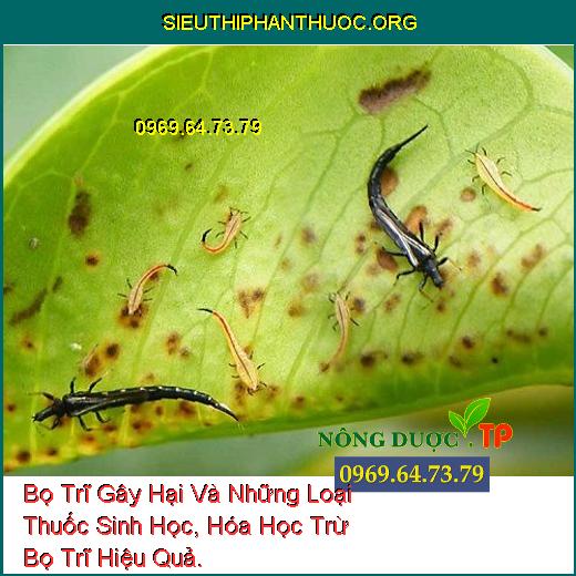 Bọ Trĩ Gây Hại Và Những Loại Thuốc Sinh Học, Hóa Học Trừ Bọ Trĩ Hiệu Quả.