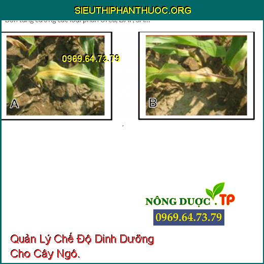 Quản Lý Chế Độ Dinh Dưỡng Cho Cây Ngô.