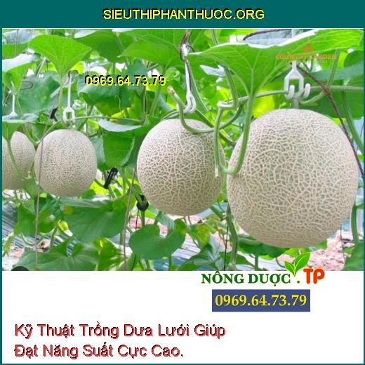 Kỹ Thuật Trồng Dưa Lưới Giúp Đạt Năng Suất Cực Cao.