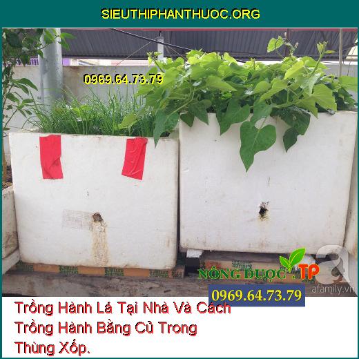 Trồng Hành Lá Tại Nhà Và Cách Trồng Hành Bằng Củ Trong Thùng Xốp.