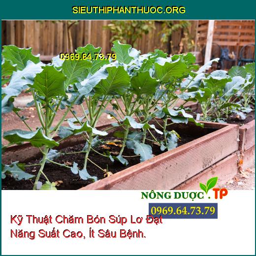 Kỹ Thuật Chăm Bón Súp Lơ Đạt Năng Suất Cao, Ít Sâu Bệnh.