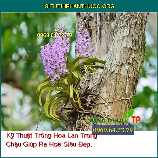 Kỹ Thuật Trồng Hoa Lan Trong Chậu Giúp Ra Hoa Siêu Đẹp.