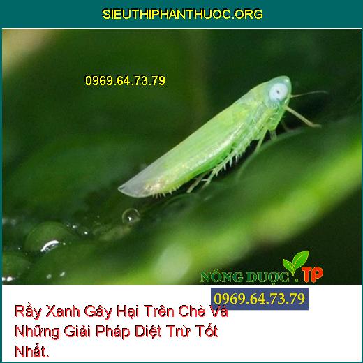 Rầy Xanh Gây Hại Trên Chè Và Những Giải Pháp Diệt Trừ Tốt Nhất.