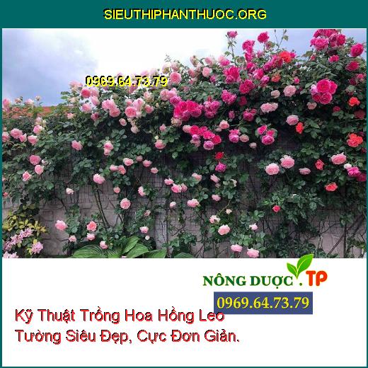 Kỹ Thuật Trồng Hoa Hồng Leo Tường Siêu Đẹp, Cực Đơn Giản.