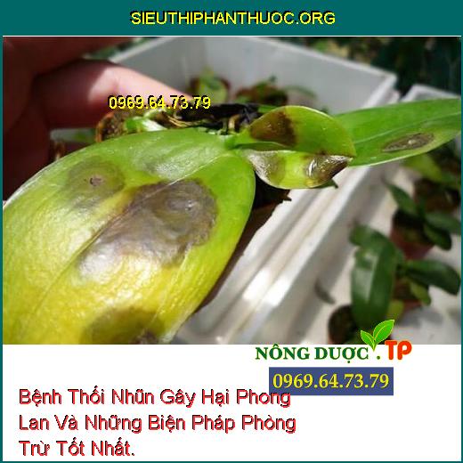 Bệnh Thối Nhũn Gây Hại Phong Lan Và Những Biện Pháp Phòng Trừ Tốt Nhất.