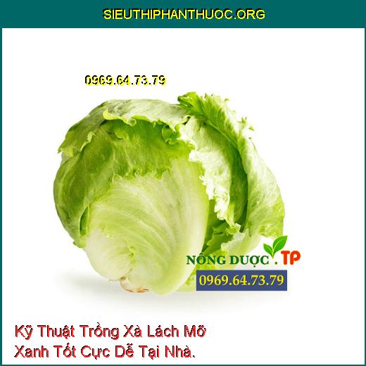 Kỹ Thuật Trồng Xà Lách Mỡ Xanh Tốt Cực Dễ Tại Nhà.