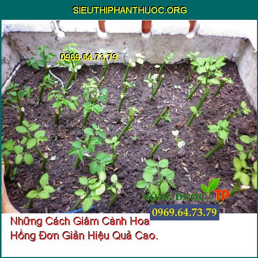 Những Cách Giâm Cành Hoa Hồng Đơn Giản Hiệu Quả Cao.