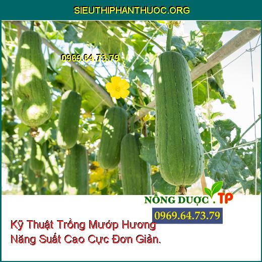 Kỹ Thuật Trồng Mướp Hương Năng Suất Cao Cực Đơn Giản.