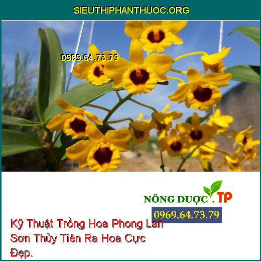 Kỹ Thuật Trồng Hoa Phong Lan Sơn Thủy Tiên Ra Hoa Cực Đẹp.