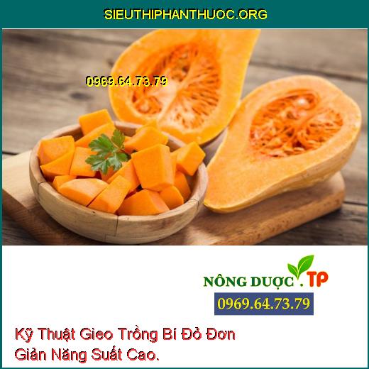 Kỹ Thuật Gieo Trồng Bí Đỏ Đơn Giản Năng Suất Cao.