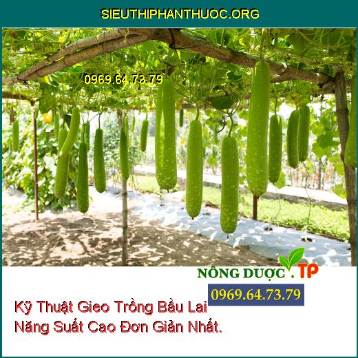 Kỹ Thuật Gieo Trồng Bầu Lai Năng Suất Cao Đơn Giản Nhất.