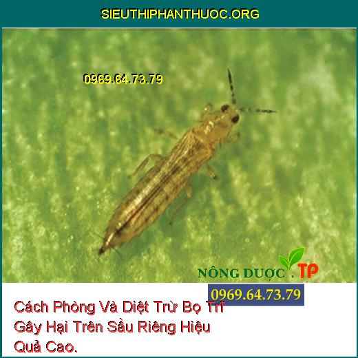 Cách Phòng Và Diệt Trừ Bọ Trĩ Gây Hại Trên Sầu Riêng Hiệu Quả Cao.