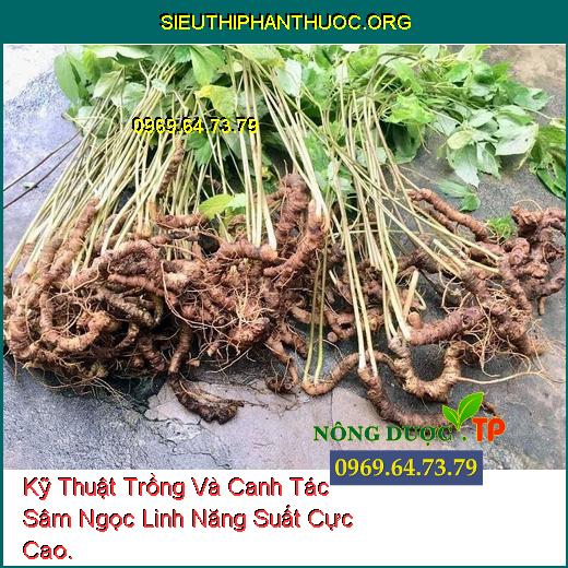 Kỹ Thuật Trồng Và Canh Tác Sâm Ngọc Linh Năng Suất Cực Cao.