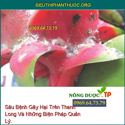 Hình 2: Bọ trĩ trưởng thành; Dấu hiệu bọ trĩ gây bệnh trên trái.