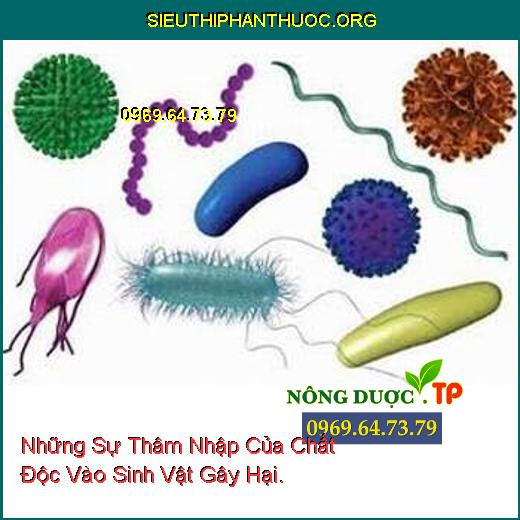 Những Sự Thâm Nhập Của Chất Độc Vào Sinh Vật Gây Hại.