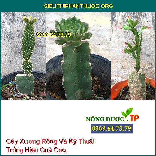 Cây Xương Rồng Và Kỹ Thuật Trồng Hiệu Quả Cao.