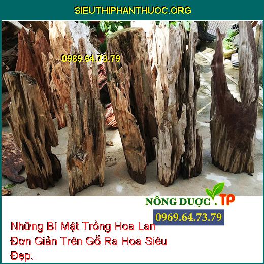 Những Bí Mật Trồng Hoa Lan Đơn Giản Trên Gỗ Ra Hoa Siêu Đẹp.