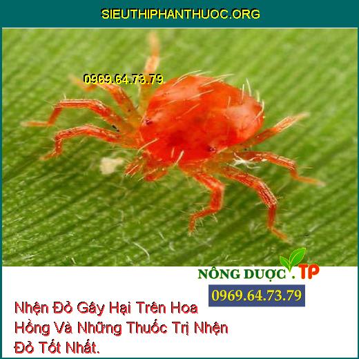 Nhện Đỏ Gây Hại Trên Hoa Hồng Và Những Thuốc Trị Nhện Đỏ Tốt Nhất.