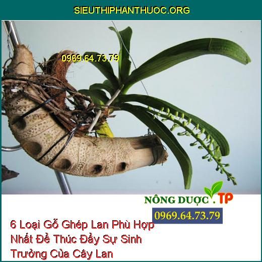 6 Loại Gỗ Ghép Lan Phù Hợp Nhất Để Thúc Đẩy Sự Sinh Trưởng Của Cây Lan