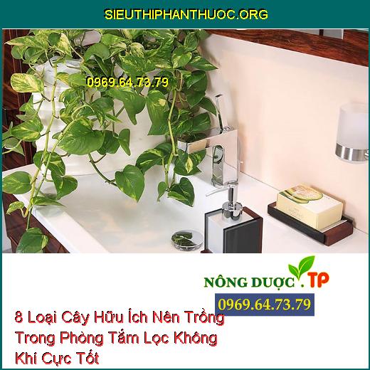 8 Loại Cây Hữu Ích Nên Trồng Trong Phòng Tắm Lọc Không Khí Cực Tốt