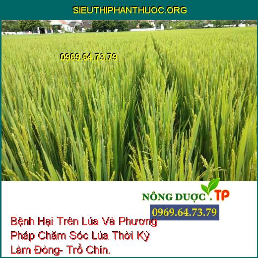 Bệnh Hại Trên Lúa Và Phương Pháp Chăm Sóc Lúa Thời Kỳ Làm Đòng- Trổ Chín.