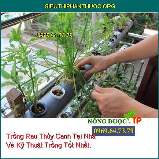 Trồng Rau Thủy Canh Tại Nhà Và Kỹ Thuật Trồng Tốt Nhất.