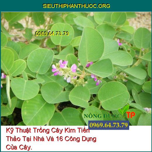 Kỹ Thuật Trồng Cây Kim Tiền Thảo Tại Nhà Và 16 Công Dụng Của Cây.