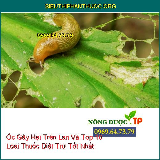 Ốc Gây Hại Trên Lan Và Top 10 Loại Thuốc Diệt Trừ Tốt Nhất.