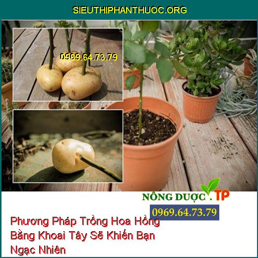 Phương Pháp Trồng Hoa Hồng Bằng Khoai Tây Sẽ Khiến Bạn Ngạc Nhiên 