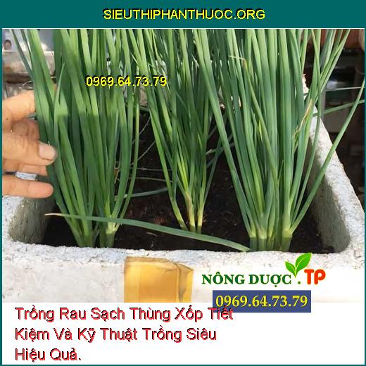 Trồng Rau Sạch Thùng Xốp Tiết Kiệm Và Kỹ Thuật Trồng Siêu Hiệu Quả.