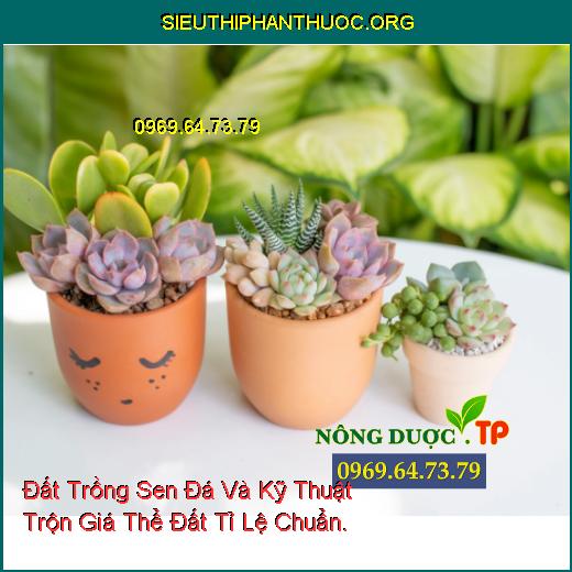 Đất Trồng Sen Đá Và Kỹ Thuật Trộn Giá Thể Đất Tỉ Lệ Chuẩn.