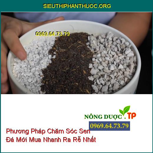 Phương Pháp Chăm Sóc Sen Đá Mới Mua Nhanh Ra Rễ Nhất