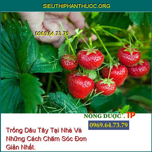 Trồng Dâu Tây Tại Nhà Và Những Cách Chăm Sóc Đơn Giản Nhất.